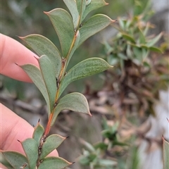 Acacia triptera at Mount Bruno, VIC - 22 Sep 2024