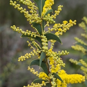 Acacia triptera at Mount Bruno, VIC - suppressed