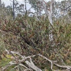 Acacia triptera at Mount Bruno, VIC - suppressed