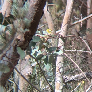 Zosterops lateralis (Silvereye) at Mount Bruno, VIC by Darcy