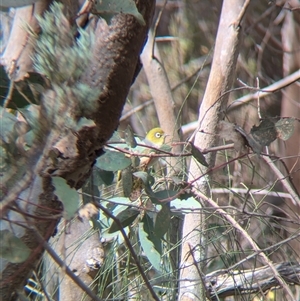 Zosterops lateralis at Mount Bruno, VIC - 22 Sep 2024