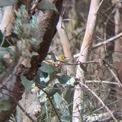 Zosterops lateralis at Mount Bruno, VIC - 22 Sep 2024