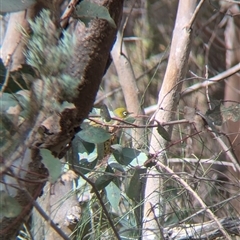 Zosterops lateralis at Mount Bruno, VIC - 22 Sep 2024 10:39 AM