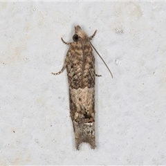 Crocidosema plebejana (Cotton Tipworm Moth) at Melba, ACT - 22 Sep 2024 by kasiaaus