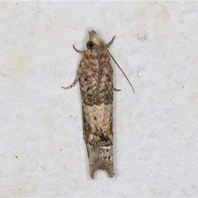 Crocidosema plebejana (Cotton Tipworm Moth) at Melba, ACT - 22 Sep 2024 by kasiaaus