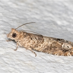 Crocidosema plebejana at Melba, ACT - 22 Sep 2024 07:08 PM