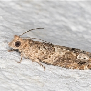 Crocidosema plebejana at Melba, ACT - 22 Sep 2024 07:08 PM