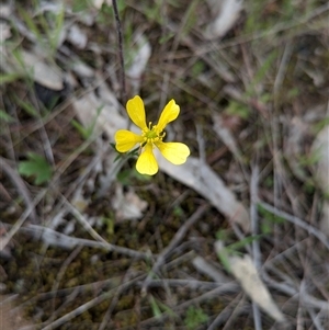 Ranunculus lappaceus at Mount Bruno, VIC - 22 Sep 2024 10:47 AM