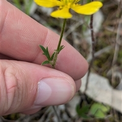 Ranunculus lappaceus at Mount Bruno, VIC - 22 Sep 2024