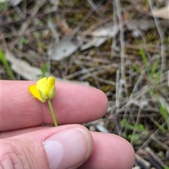 Ranunculus lappaceus at Mount Bruno, VIC - 22 Sep 2024 10:47 AM