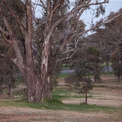 Eucalyptus melliodora (Yellow Box) at Higgins, ACT - 2 Sep 2021 by Untidy