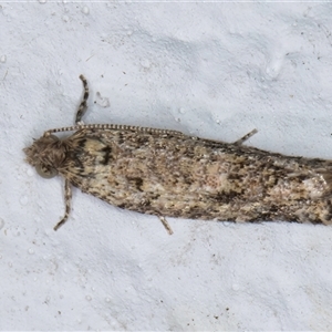 Isochorista chaodes at Melba, ACT - 22 Sep 2024 09:05 PM