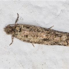 Isochorista chaodes at Melba, ACT - 22 Sep 2024 09:05 PM