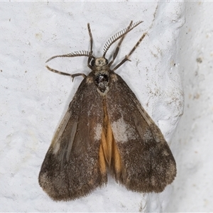 Anestia semiochrea at Melba, ACT - 22 Sep 2024 09:08 PM