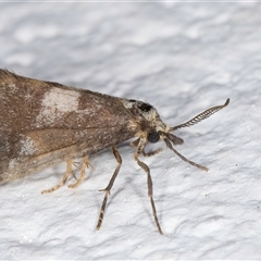 Anestia semiochrea at Melba, ACT - 22 Sep 2024 09:08 PM