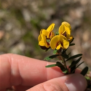 Pultenaea platyphylla at Mount Bruno, VIC - 22 Sep 2024 10:49 AM