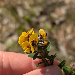 Pultenaea platyphylla at Mount Bruno, VIC - 22 Sep 2024