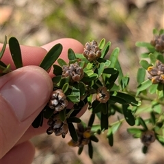 Pultenaea platyphylla at Mount Bruno, VIC - 22 Sep 2024 10:49 AM