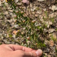 Pultenaea platyphylla at Mount Bruno, VIC - 22 Sep 2024