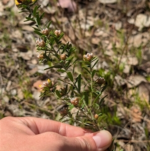 Pultenaea platyphylla at Mount Bruno, VIC - 22 Sep 2024 10:49 AM