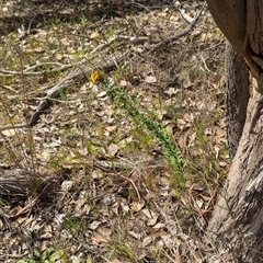 Pultenaea platyphylla at Mount Bruno, VIC - 22 Sep 2024 10:49 AM