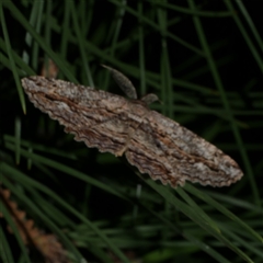 Scioglyptis lyciaria (White-patch Bark Moth) at Freshwater Creek, VIC - 13 Mar 2021 by WendyEM