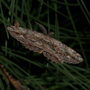 Scioglyptis lyciaria at Freshwater Creek, VIC - 13 Mar 2021