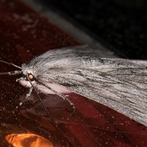 Cyneoterpna wilsoni at Melba, ACT - 22 Sep 2024 09:10 PM