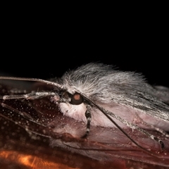 Cyneoterpna wilsoni at Melba, ACT - 22 Sep 2024 09:10 PM