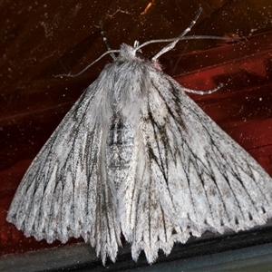 Cyneoterpna wilsoni at Melba, ACT - 22 Sep 2024