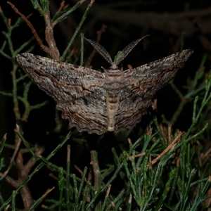 Scioglyptis lyciaria at Freshwater Creek, VIC - 13 Mar 2021 10:37 PM
