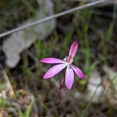 Caladenia fuscata (Dusky Fingers) at Mount Bruno, VIC - 22 Sep 2024 by Darcy