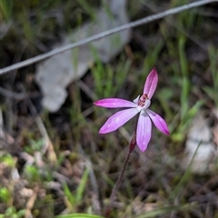 Caladenia fuscata at Mount Bruno, VIC - 22 Sep 2024