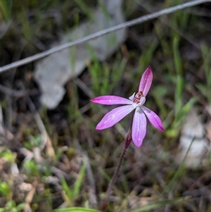 Caladenia fuscata at Mount Bruno, VIC - suppressed