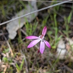 Caladenia fuscata at Mount Bruno, VIC - 22 Sep 2024