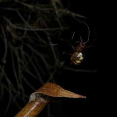 Phonognatha graeffei (Leaf Curling Spider) at Freshwater Creek, VIC - 13 Mar 2021 by WendyEM