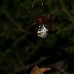 Phonognatha graeffei at Freshwater Creek, VIC - 13 Mar 2021 10:11 PM
