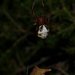 Phonognatha graeffei at Freshwater Creek, VIC - 13 Mar 2021