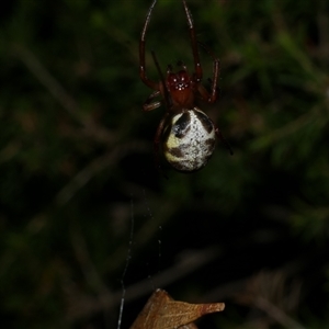 Phonognatha graeffei at Freshwater Creek, VIC - 13 Mar 2021 10:11 PM