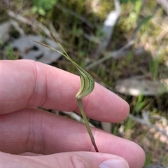 Caladenia parva at Mount Bruno, VIC - 22 Sep 2024 by Darcy