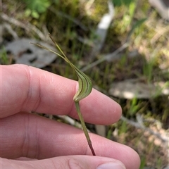 Caladenia parva at Mount Bruno, VIC - 22 Sep 2024