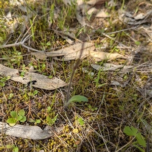 Caladenia parva at Mount Bruno, VIC - suppressed