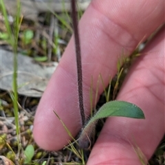 Caladenia parva at Mount Bruno, VIC - suppressed