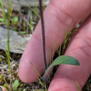 Caladenia parva at Mount Bruno, VIC - 22 Sep 2024