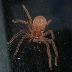 Neosparassus diana at Freshwater Creek, VIC - 14 Mar 2021 04:45 PM