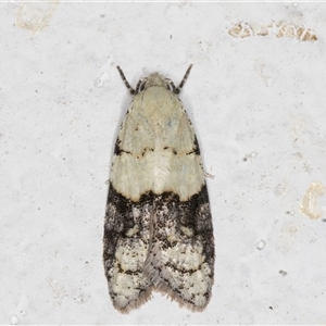 Tracholena sulfurosa at Melba, ACT - 22 Sep 2024 10:18 PM