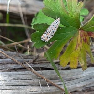 Utetheisa pulchelloides (Heliotrope Moth) at Mount Bruno, VIC by Darcy