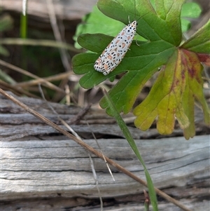 Utetheisa pulchelloides at Mount Bruno, VIC - 22 Sep 2024