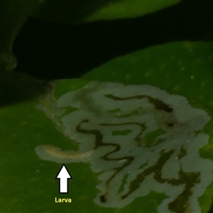 Phyllocnistis citrella at Freshwater Creek, VIC - suppressed