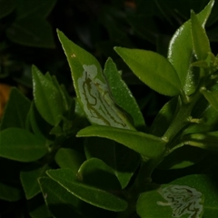 Phyllocnistis citrella at Freshwater Creek, VIC - suppressed